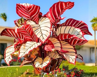 Billbergia Vittata 'domingos Martins' Bromeliad - Etsy