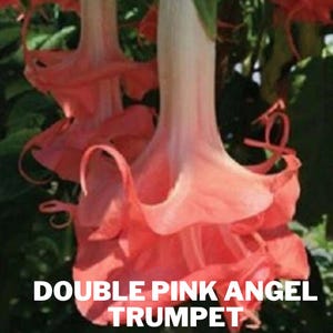 May include: Close-up of Double Pink Angel Trumpet flowers. The flowers are a vibrant pink with a trumpet shape and ruffled edges. The text "DOUBLE PINK ANGEL TRUMPET" is displayed in white letters at the bottom of the image.