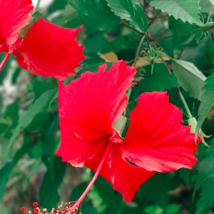 Luna Red Hardy Hibiscus Moscheutos Flower Small Bush 10 Seeds