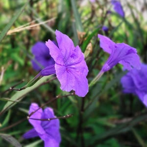 200 Purple Laura Bush Petunia Perennial Flower Seeds