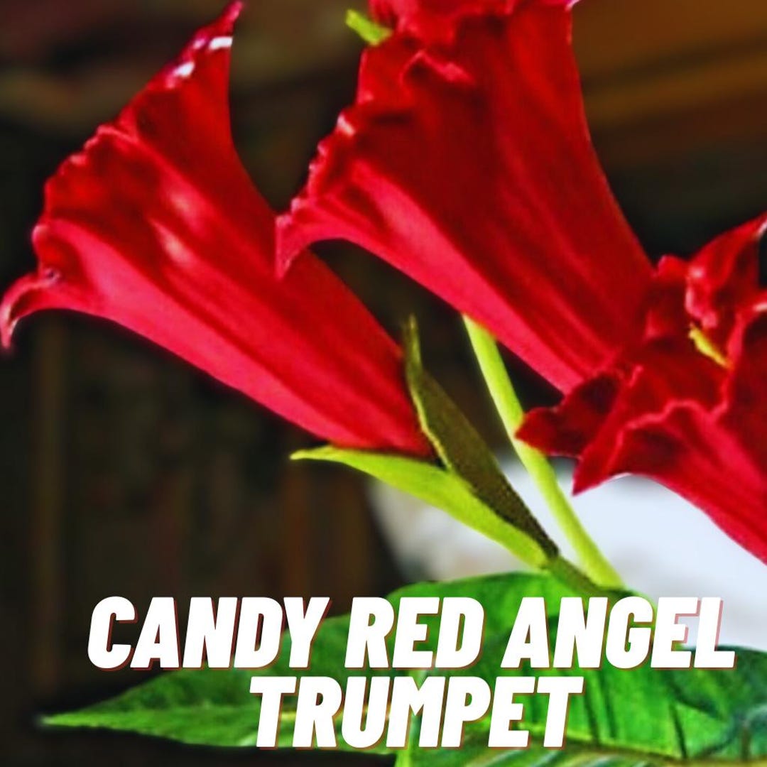 Candy Red Angel Trumpet Flowers Brugmansia Datura 10 Seeds - Etsy
