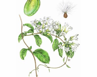 Stephanotis Botanical Print, Watercolour Flowers Artwork, Floral Nature Design, Home Interior Cottage Living Room Decoration, Plant Picture