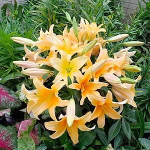 5 Pcs Oriental Lily Seeds – Fragrant Perennial Flower Seeds, Yellow Lily Bulbs for Garden, Easy to Grow, Pollinator Friendly