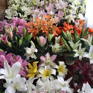 5 Pcs Fragrant Oriental Lily Seeds – Mixed Colors Rare Perennial Flower, Easy to Grow, Butterfly Garden, White Pink Lily Bulbs