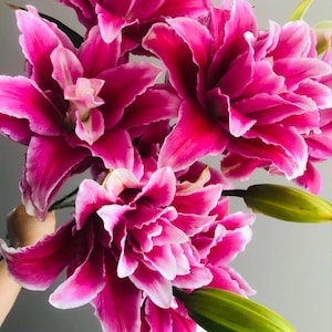 5 Pcs Magenta Oriental Lily Seeds – Fragrant Perennial Flower Seeds, Pink Lily Bulbs for Garden, Easy to Grow, Pollinator Friendly