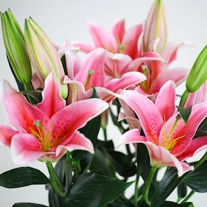 Oriental Lily Seeds – Pink Fragrant Perennial Flower, Easy to Grow Garden Seeds, 5pcs