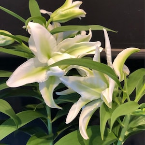 5 Pcs Fragrant Oriental Lily Seeds – Rare Perennial Flower, Easy to Grow, Butterfly Garden, White  Lily Bulbs