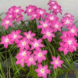 Pink Rain Lily Bulbs - Zephyranthes Rosea - Easy-to-Grow Perennial Flowering Plant - Fairy Garden Favorite - Heirloom Garden Blooms