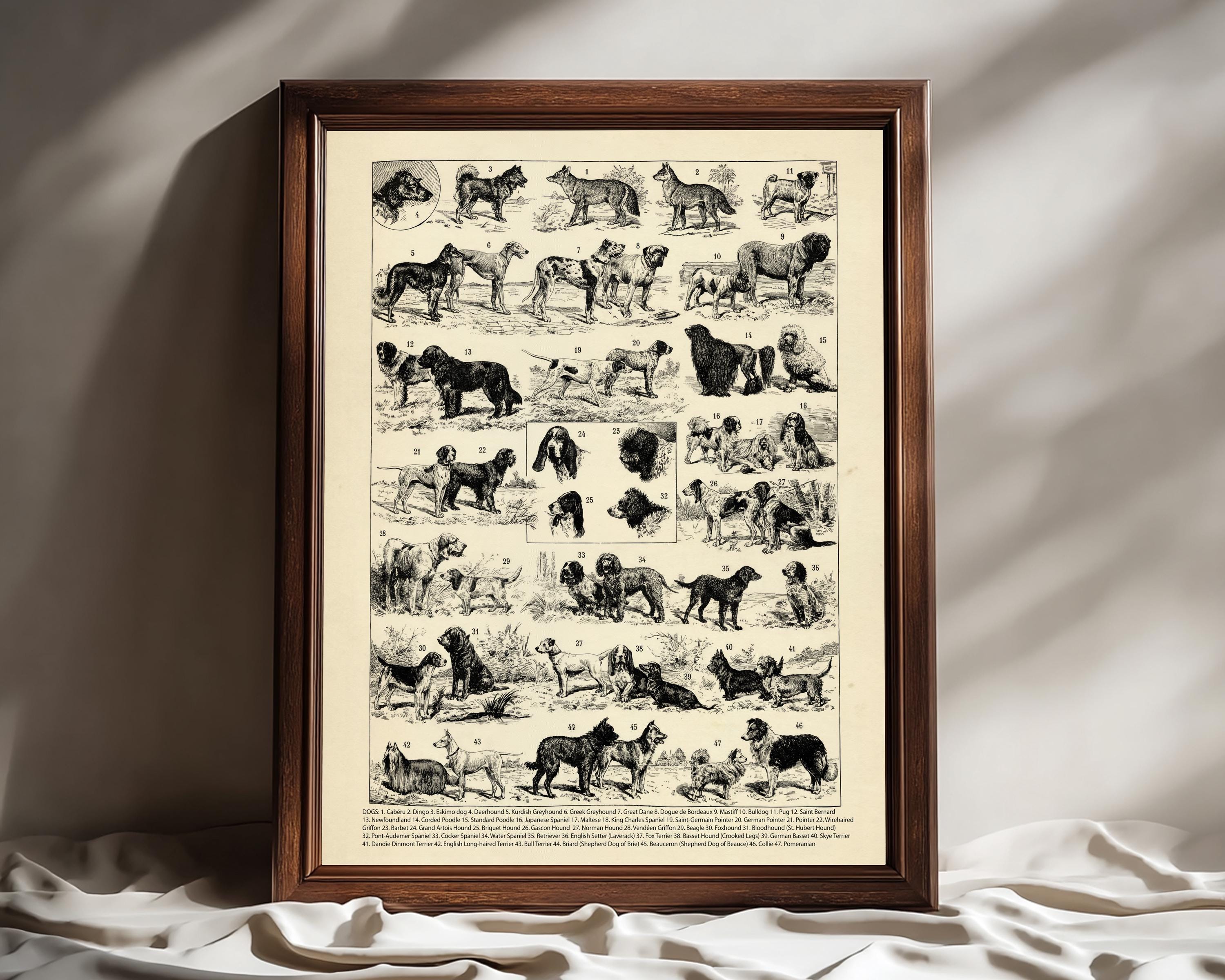 Rare antique bulldog - Etsy 日本