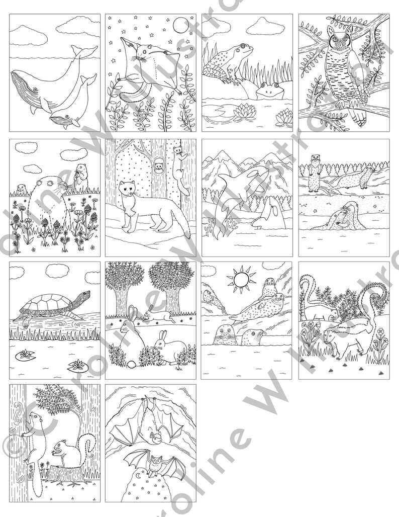 May include: A black and white coloring book featuring a variety of animals in different settings. The animals include a whale, a bat, a squirrel, a turtle, a frog, a seal, a rabbit, a cat, an owl, and a dolphin.