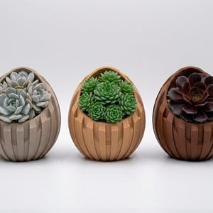 3D-utskriven fil med suckulenta växter i skal | Minimalistisk skrivbordsplantering