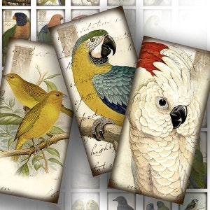 Folha de colagem digital de telha de dominó de 1x2 polegadas imagens de pássaros vitorianos cartão postal download de papel jóias fazendo suprimentos (054) COMPRE 3 GANHE 1 GRÁTIS