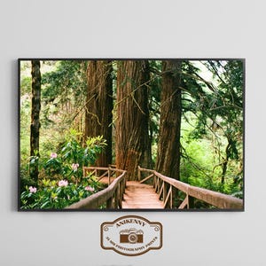 Redwood Forest Boardwalk Print, Pacific Northwest Nature Photography, 35mm Film Forest Wall Art, Digital Download, Woodland Path Decor