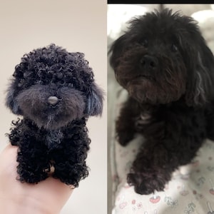 Könnte beinhalten: Ein schwarzes Spielzeug-Pudel-Plüschtier neben einem schwarzen Hund. Das Plüschtier hat lockiges Fell und ein detailliertes Gesicht. Der echte Hund hat ein ähnliches Fell und schaut in die Kamera. Der Hintergrund ist eine schlichte Wand und eine gemusterte Decke.