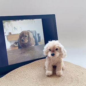 May include: A light beige dog toy with a serious expression sits on a round, woven mat. A laptop screen behind it shows a photo of a similar dog. The toy has a black nose and dark eyes.