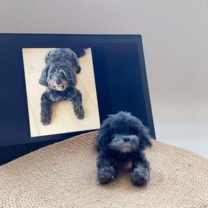 Könnte beinhalten: Ein kleiner, schwarzer Plüschhund mit grauer Schnauze und Pfoten, der auf einer gewebten Matte liegt. Der Hund hat strukturiertes Fell und einen freundlichen Ausdruck. Auf einem Computerbildschirm im Hintergrund wird ein Foto eines ähnlichen Hundes angezeigt.