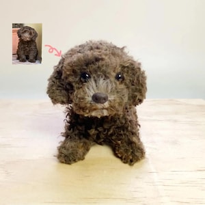 Op de afbeelding: Een bruine toypoedel met krullend haar, een donkere neus en expressieve ogen. De hond staat op een lichtgekleurd houten oppervlak. Een kleinere afbeelding van de hond staat in de linkerbovenhoek. De hond is een pluche speelgoed.