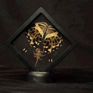 Framed Insect Collection – Butterfly, Bee, Scorpion & Beetle Shadow Box Set – Curiosity Cabinet Art