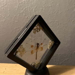 Preserved Dragonfly Shadow Box Frame – Real Insect Specimen Display – Nature Curio Art – Gift for Nature Lovers