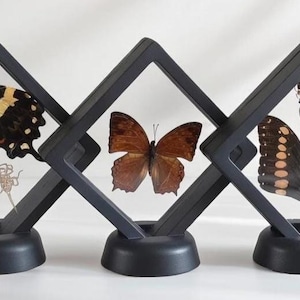Framed Insect Collection – Butterfly, Bee, Scorpion & Beetle Shadow Box Set – Curiosity Cabinet Art