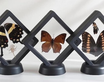 Framed Insect Collection – Butterfly, Bee, Scorpion & Beetle Shadow Box Set – Curiosity Cabinet Art