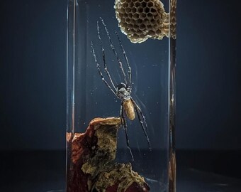 Epoxidharz Kugel-Weber Spinne Display mit Wespe Nest - Einzigartige handgemachte Oddity Art