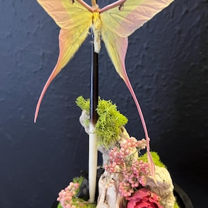 Bezauberndes Motten Diorama – echte konservierte Motte in Glaskuppel – Nature Curio Art