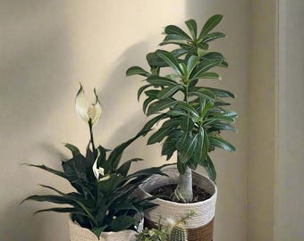 Hand-Braided Jute Planter Set: Black Brown Stripes, Boho Home Decor