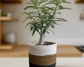 Hand-Braided Jute Planter Set: Black Brown Stripes, Boho Home Decor