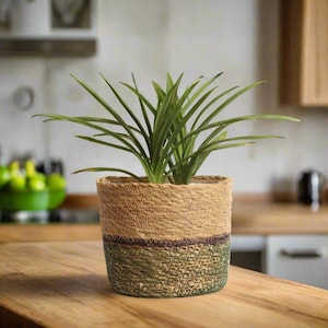 May include: A woven plant pot with a two-tone design, featuring a natural tan upper section and a green lower section. The pot contains a green plant with long, slender leaves. The pot is sitting on a wooden surface.