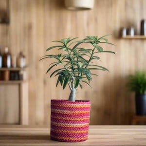May include: A small green plant in a decorative, hand-knitted pot. The pot features horizontal stripes of pink, orange, and yellow. The plant is on a wooden surface, with a wooden background.