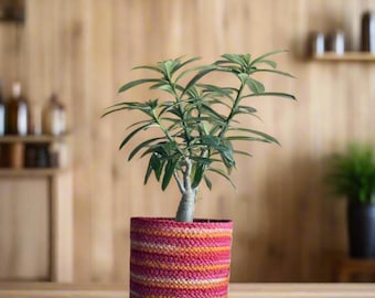 Hand-Braided Jute Planter Set: Eco-Friendly Woven Plant Pots