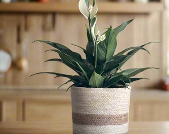 Handwoven Jute Planter Set of 3: Boho Home Decor, Eco-Friendly