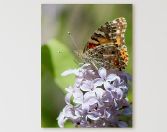 Butterfly on the Lilacs Canvas Gallery Wrap. Beautifully simple farm photography on canvas for your home.