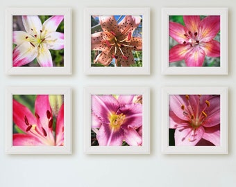 Set of 6 Lily Photo Printables. Beautiful Pink Lilies Grown Here on the Farm. Gallery Wall Modern Farmhouse Decor DIY Instant Download