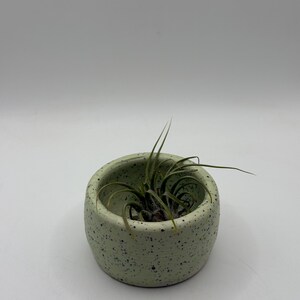 May include: A small, round, speckled, light green planter pot with a small air plant. The planter has a speckled pattern of dark green and black dots. The air plant has long, thin, green leaves.