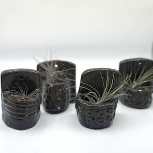 May include: A collection of small, dark blue ceramic planters with textured designs. Each planter holds an air plant with long, thin green leaves. The planters have a glossy finish and are arranged against a white background.