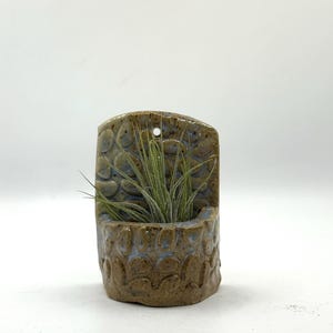 May include: A wall-mounted ceramic planter with a textured, pebble-like surface in shades of brown and blue. The semi-circular vessel features a small hole at the top for hanging and contains a green air plant with thin, spiky, pointed leaves.