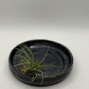 Może przedstawiać: Mały, okrągły, ciemnoszary ceramiczny talerz z teksturowanym brzegiem, trzymający małą roślinę powietrzną z zielonymi, kolczastymi liśćmi. Talerz jest ustawiony na gładkim białym tle, prezentując roślinę i jej pojemnik.
