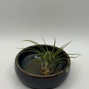 May include: A small, round, dark blue ceramic bowl with a green and brown air plant. The bowl has a speckled glaze and a slightly raised rim. The air plant has long, thin, green leaves.