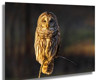Barred Owl Photography Print: Wildlife Fine Art Decor