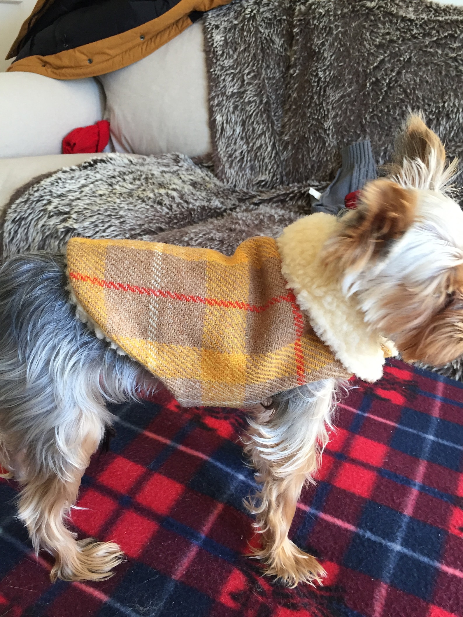 Harris Tweed Dog Coat Yellow Dog Coat Plaid Dog Coat Dog Etsy