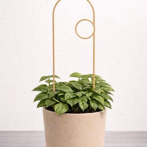 Indoor Trellis Set of 3, 3D Print Plant Support, Monstera Houseplant Decor small circle