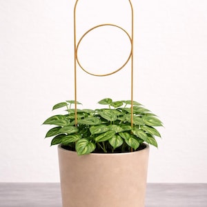 Indoor Trellis Set of 3, 3D Print Plant Support, Monstera Houseplant Decor big circle
