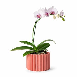 May include: A Phalaenopsis orchid with pale pink and white petals and a dark pink center, supported by a thin green stake. The plant is potted in a cylindrical, coral-colored planter featuring a vertical ribbed or fluted exterior design.