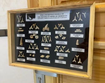 Arte mural de auténticos dientes fósiles marroquíes: Exhibición enmarcada de dientes de tiburón, decoración de museo, regalo.