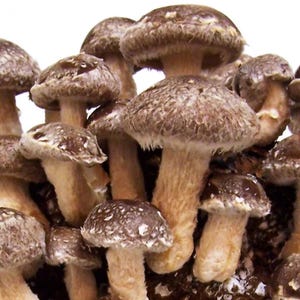 May include: A close-up of a cluster of shiitake mushrooms. The mushrooms have brown caps with white spots and tan stems. The caps are rounded and textured, and the stems are thick and sturdy. The mushrooms are tightly packed together.