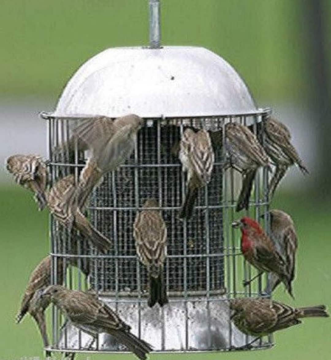 Mangeoires À Oiseaux À L'épreuve Des Écureuils Pour L'extérieur