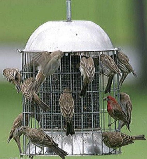 Squirrel Proof Large Stainless Steel Bird Feeder Etsy