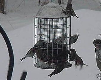 Squirrel Proof Stainless Steel Bird Feeder